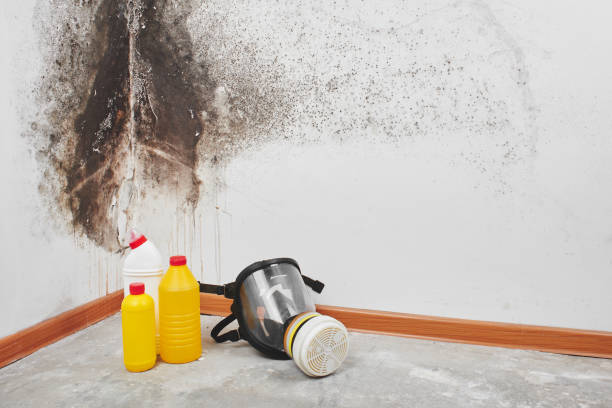 Best Commercial Mold Remediation in Poteet, TX