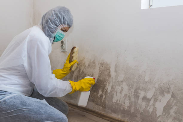 Best Residential Mold Remediation in Poteet, TX