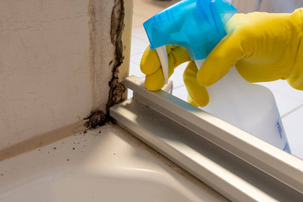 Best Industrial Mold Remediation in Poteet, TX