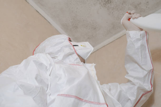 Best Insurance-Related Mold Remediation in Poteet, TX