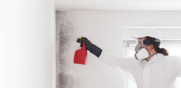 Best Basement Mold Remediation in Poteet, TX