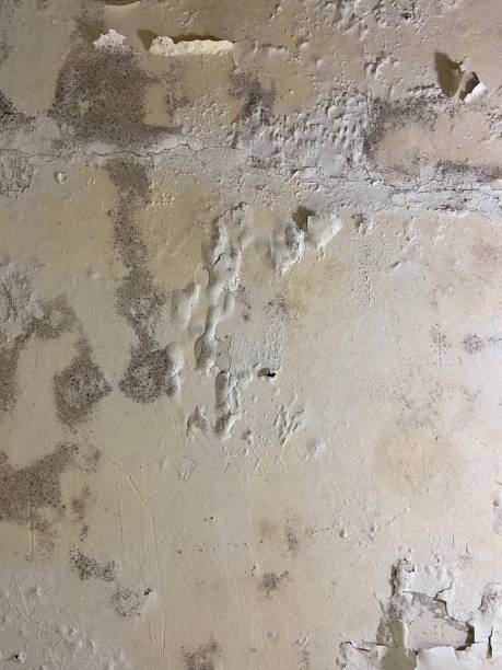 Best Emergency Mold Remediation in Poteet, TX