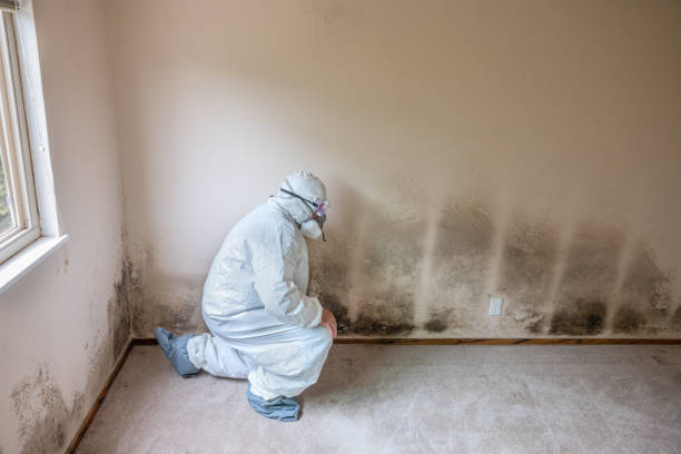 Best Crawl Space Mold Remediation in Poteet, TX