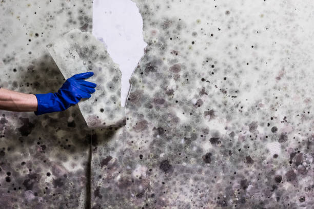 Best Kitchen Mold Remediation in Poteet, TX