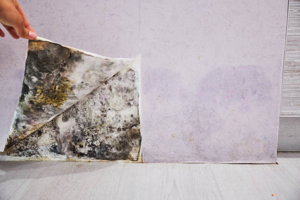 Best Basement Mold Remediation in Poteet, TX